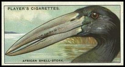 47 The African Shell Stork